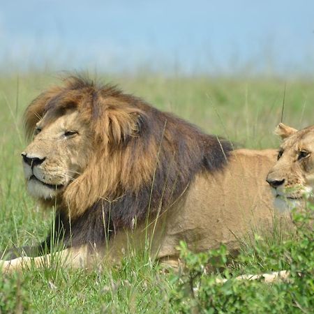 Hotel Rekero Camp Mara Simba Zewnętrze zdjęcie