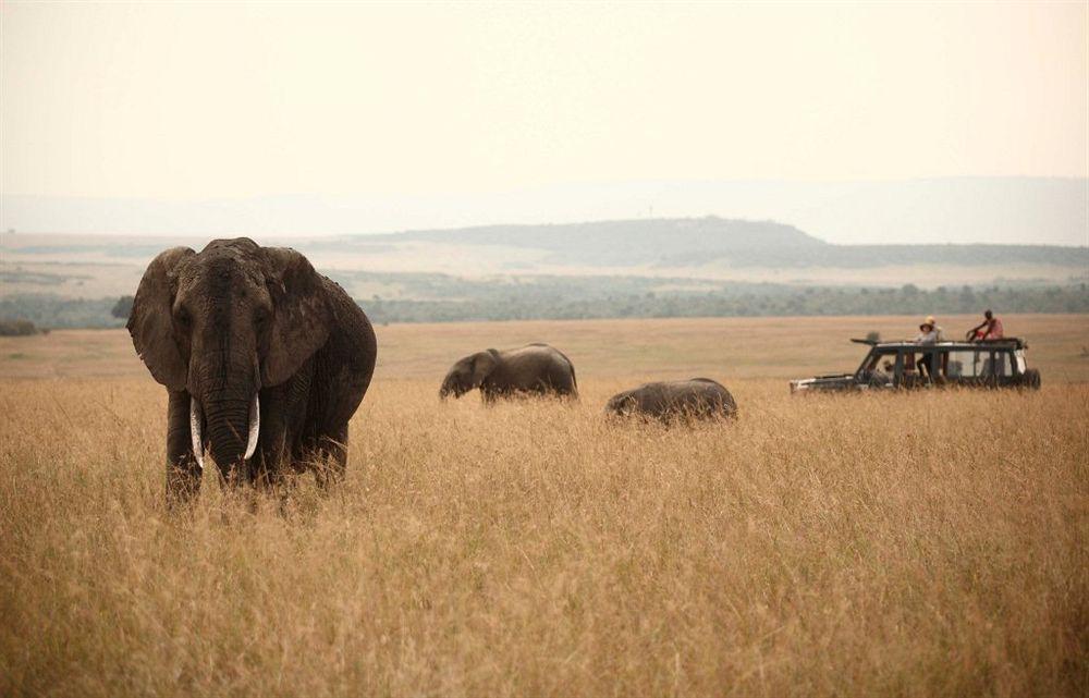 Hotel Rekero Camp Mara Simba Zewnętrze zdjęcie