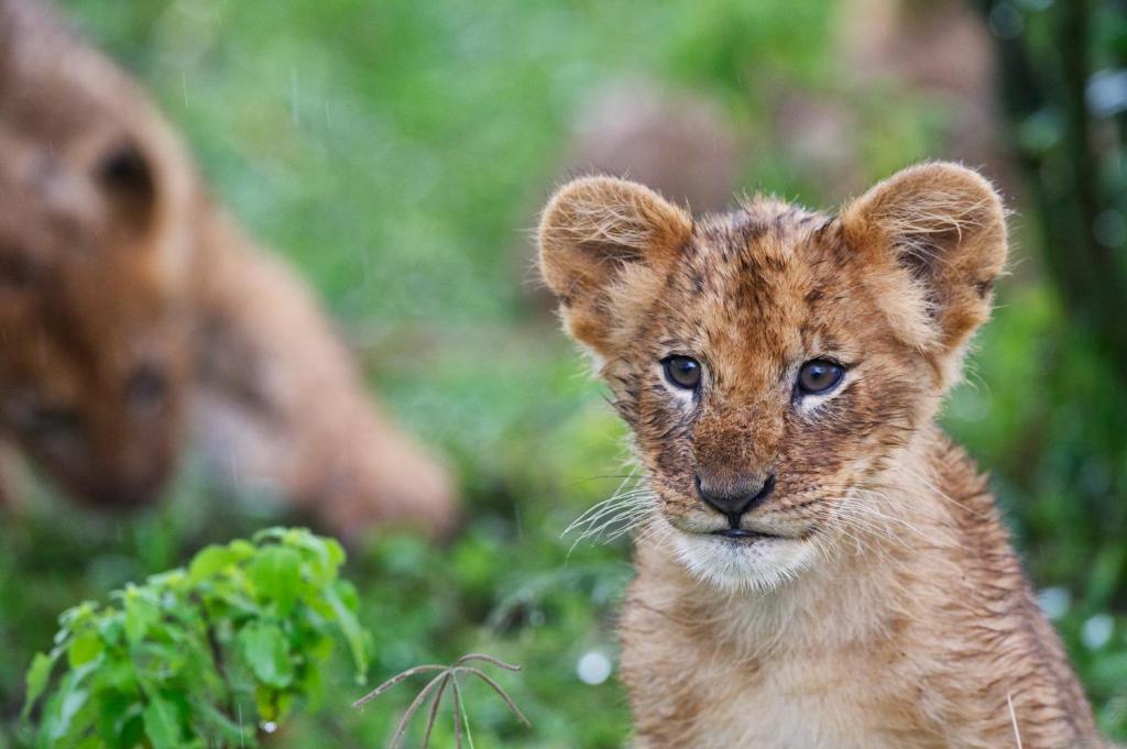 Hotel Rekero Camp Mara Simba Zewnętrze zdjęcie