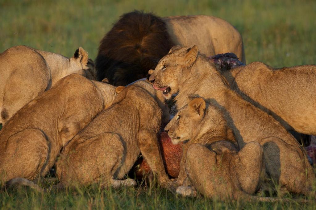 Hotel Rekero Camp Mara Simba Zewnętrze zdjęcie