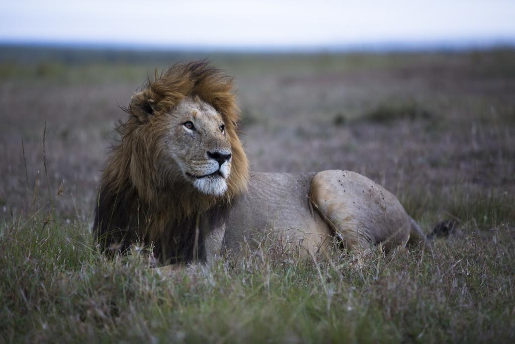 Hotel Rekero Camp Mara Simba Zewnętrze zdjęcie