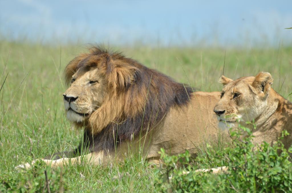 Hotel Rekero Camp Mara Simba Zewnętrze zdjęcie